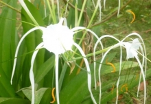 Imagen Jardín Botánico